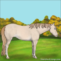 Horse Color:Perlino Dun 