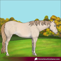 Horse Color:Perlino Dun 