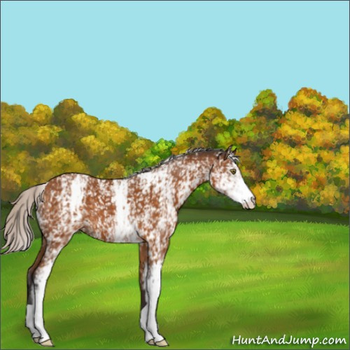 Horse Color:White Spotted Silver Buckskin