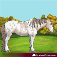 Horse Color:Amber Champagne Sabino Tobiano Appaloosa  and Amber Champagne Sabino Tobiano Appaloosa 