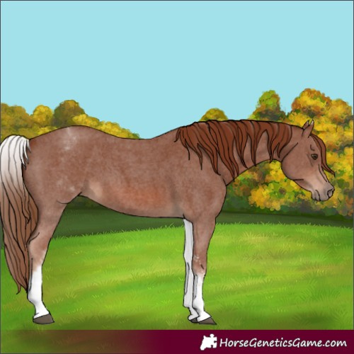 Horse Color:White Spotted Chestnut Sabino