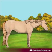 Horse Color:Gold Champagne 