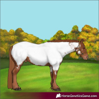 Horse Color:Chestnut Appaloosa