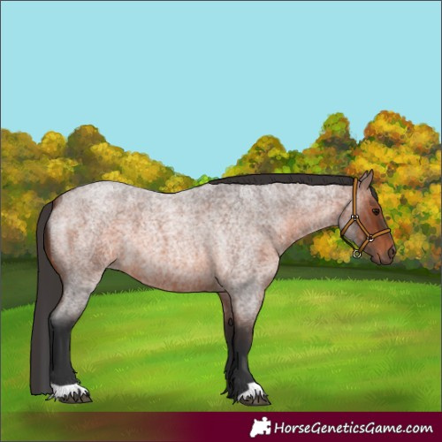 Horse Color:Brown Roan 