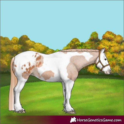 Horse Color:Chestnut Splash Tobiano Appaloosa 
