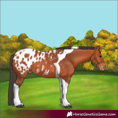 Horse Color:Bay Tobiano Appaloosa 