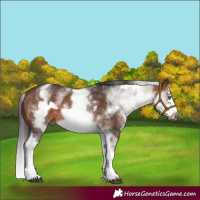 Horse Color:White Spotted Brown Splash Frame 