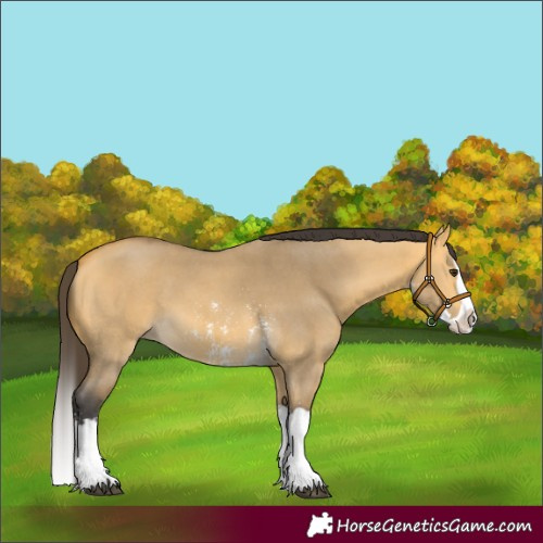 Horse Color:Buckskin Dun Sabino Splash 