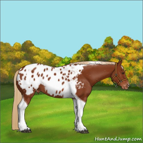 Horse Color:Chestnut Tobiano Appaloosa 