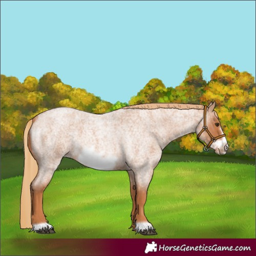 Horse Color:Red Roan Frame 