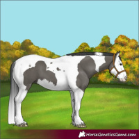 Horse Color:Grullo Splash Tobiano