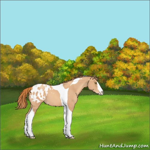 Horse Color:Gold Champagne Splash Tobiano Appaloosa 