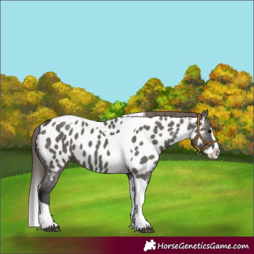 Horse Color:Grullo Splash Tobiano Appaloosa 