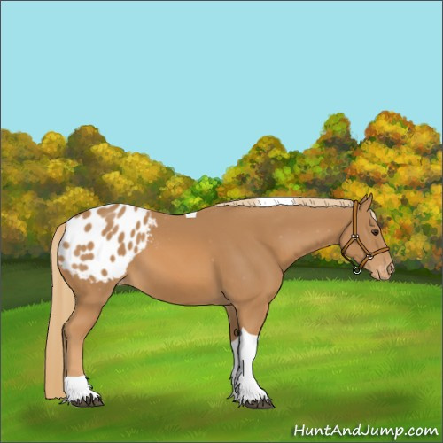 Horse Color:Chestnut Tobiano Appaloosa 