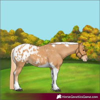 Horse Color:Chestnut Tobiano Appaloosa 