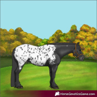 Horse Color:Black Appaloosa