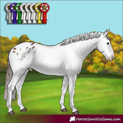 Horse Color:Bay Appaloosa 
