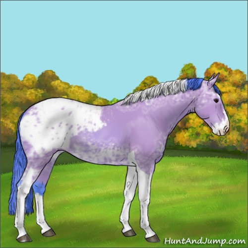 Horse Color:Watercolor Bay Ice Splash Tobiano Appaloosa