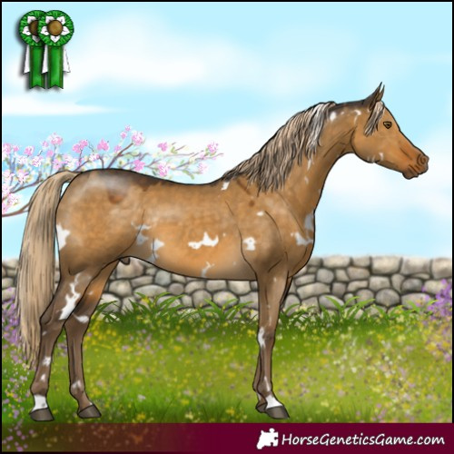 Horse Color:White Spotted Chocolate Palomino Dun Mushroom Rabicano 