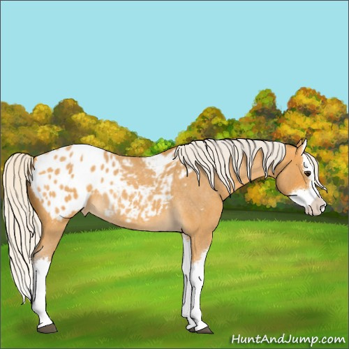 Horse Color:Silver Buckskin Roan Splash Appaloosa 