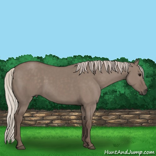 Horse Color:Silver Grullo 