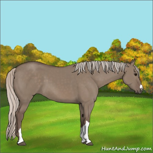 Horse Color:Silver Grullo 