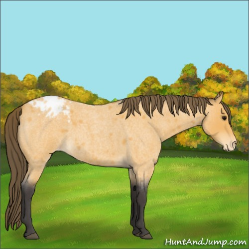 Horse Color:Buckskin Roan Appaloosa