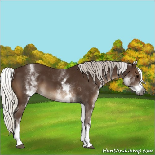 Horse Color:Gray White Spotted Silver Black 