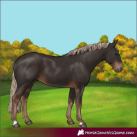 Horse Color:Liver Chestnut Rabicano 