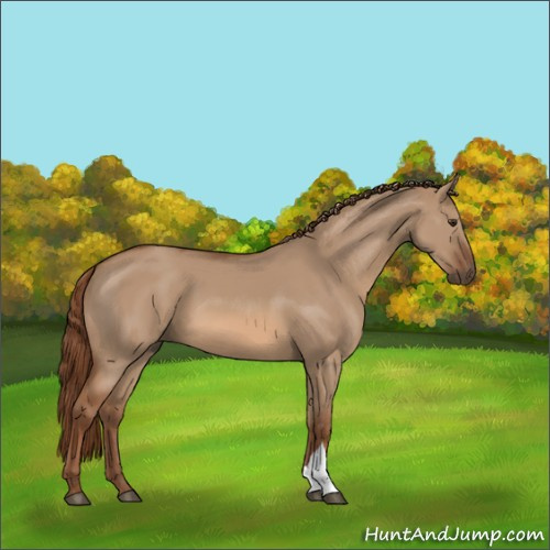Horse Color:Red Dun