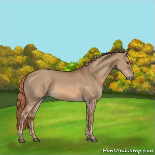 Horse Color:Red Dun 