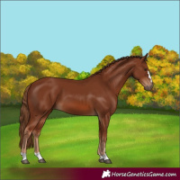 Horse Color:Chestnut 