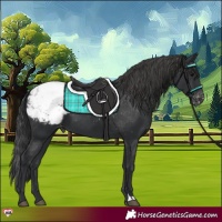 Horse Color:Black Appaloosa