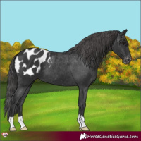 Horse Color:Black Appaloosa 