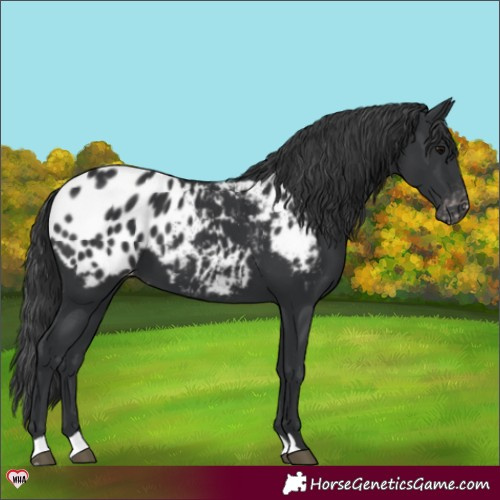 Horse Color:Black Appaloosa 