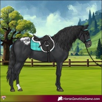 Horse Color:Black Appaloosa 