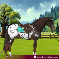 Horse Color:Liver Chestnut Appaloosa 