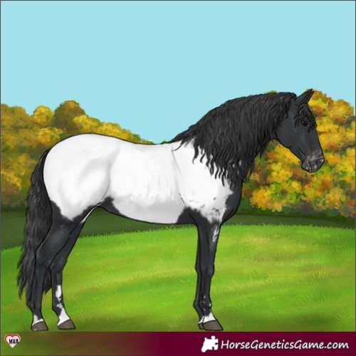 Horse Color:Black Appaloosa 