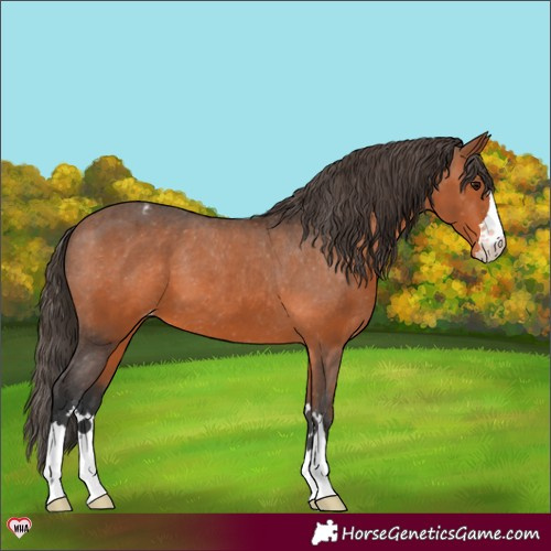 Horse Color:Bay Appaloosa 