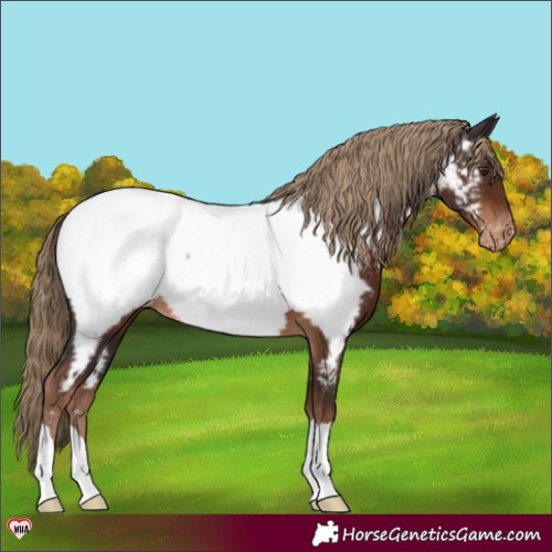 Horse Color:Liver Chestnut Appaloosa