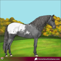 Horse Color:Black Appaloosa 
