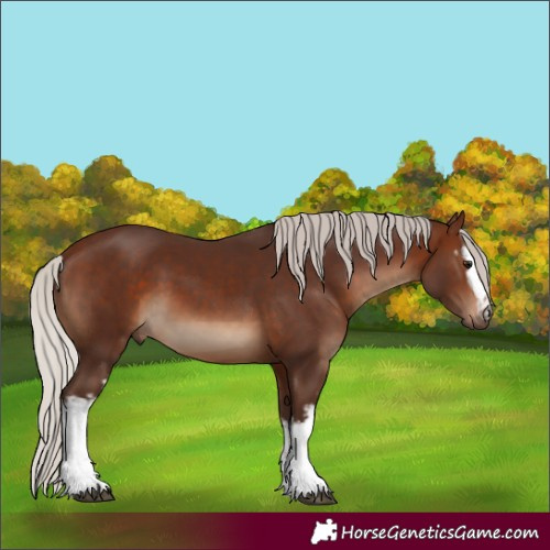 Horse Color:White Spotted Silver Brown 