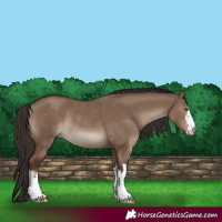 Horse Color:White Spotted Liver Red Dun Rabicano 
