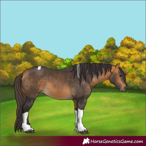 Horse Color:Buckskin Tobiano 