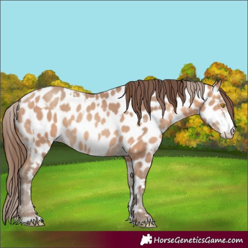 Horse Color:Amber Champagne Appaloosa  and Amber Champagne Appaloosa 
