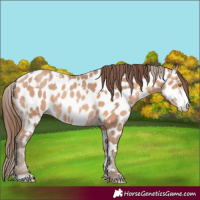 Horse Color:Amber Champagne Appaloosa  and Amber Champagne Appaloosa 