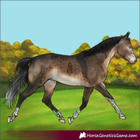 Horse Color:Gray Brown Dun Sabino Tobiano Rabicano Brindle