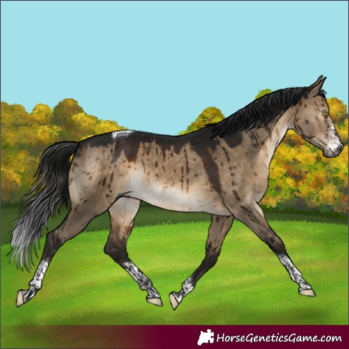 Horse Color:Gray Brown Dun Sabino Tobiano Rabicano Brindle 