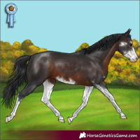 Horse Color:Brown Sabino