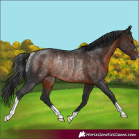Horse Color:Brown Rabicano 